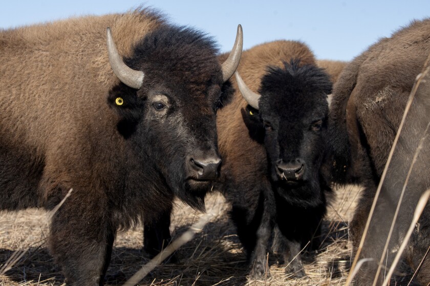 BISONHERD_260131_20.jpg