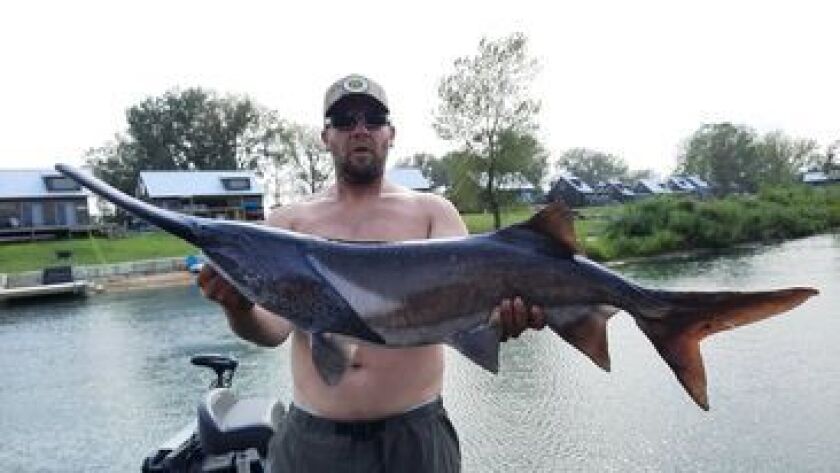A paddlefish at Giant Goose Ranch. Provided by Eric Stark