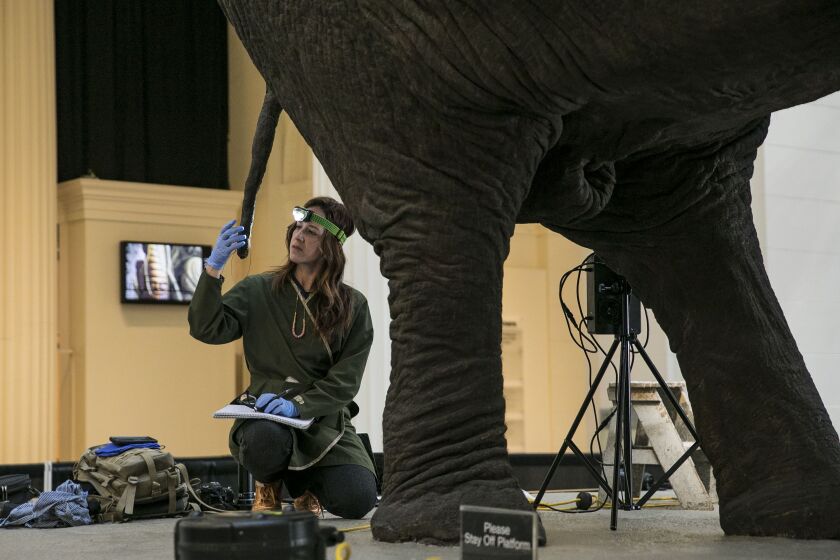 Eugenie Milroy, a conservator with A.M. Art Conservation, assesses the Fighting African Elephants by taxidermist Carl Akeley at The Field Museum. | Ashlee Rezin/Sun-Times