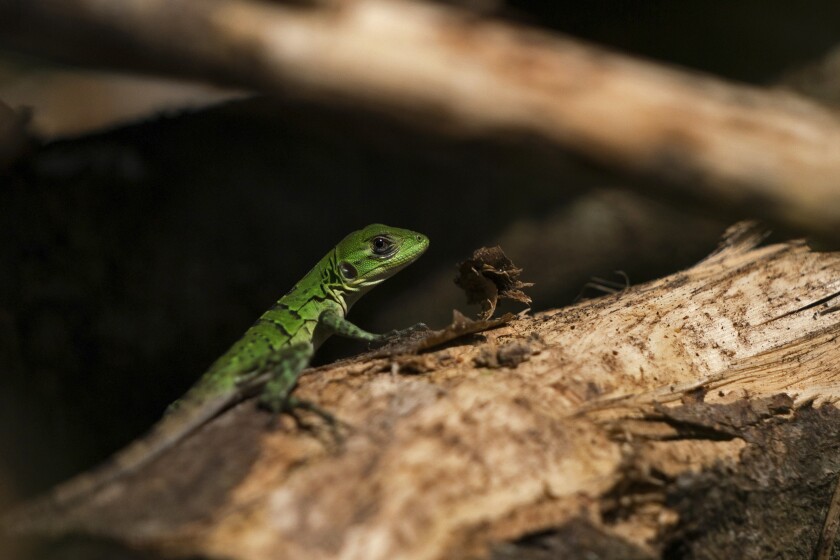 A lizard crawls on a tree that was cut to make way for the construction of the Maya Train.
