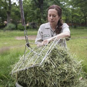 Dara Kelly cleans and puts hay in the giraffes’ yard. | Ashlee Rezin/Sun-Times