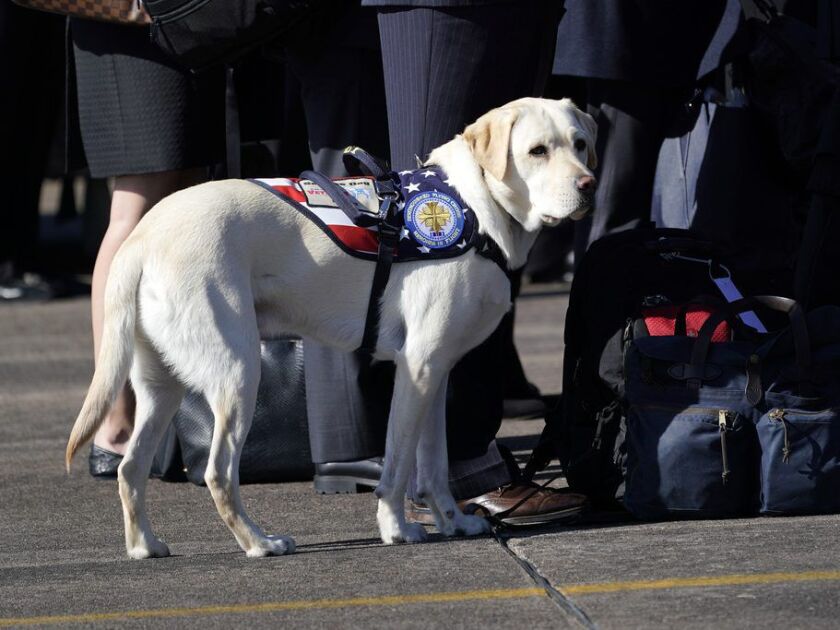 Sully waits as a joint services military honor guard carries the flag-draped casket during a departure ceremony to Washington D. C at Ellington Field on December 3, 2018 in Houston, Texas. (Photo by David J. Phillip – Pool/Getty Images)