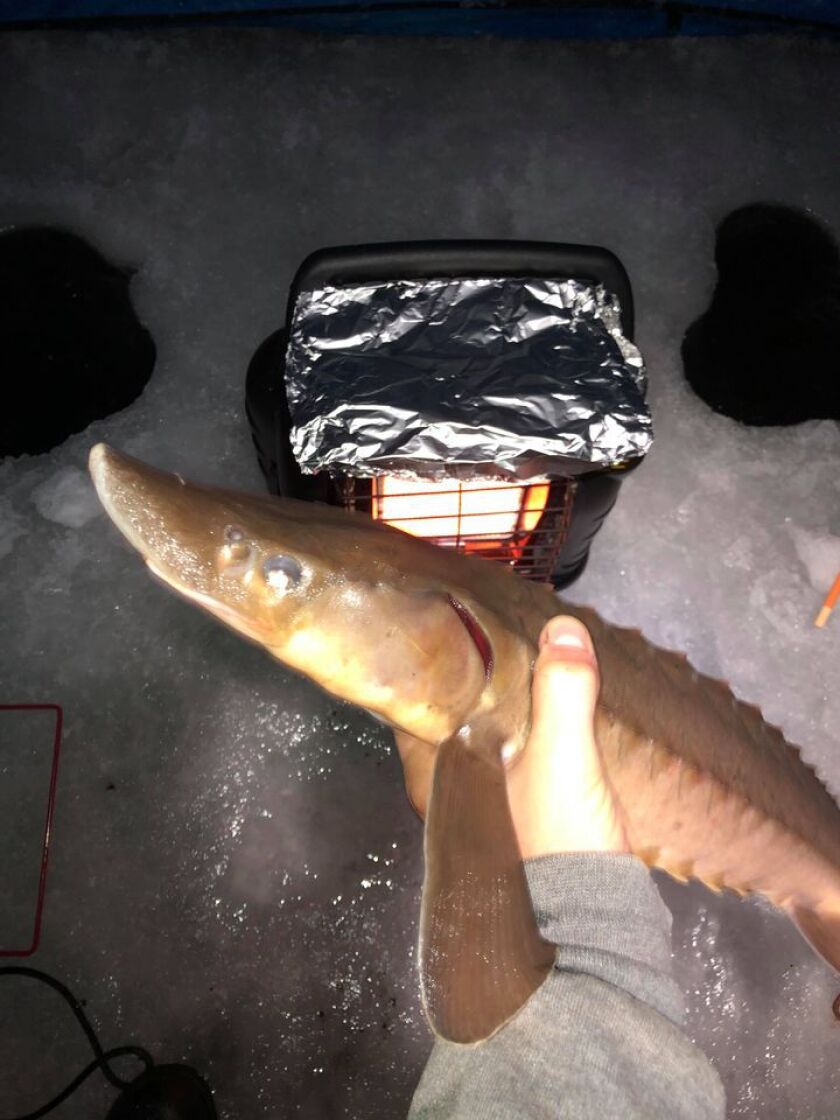 Sturgeon through the ice on the St. Croix River. Provided by Erik Brztowski