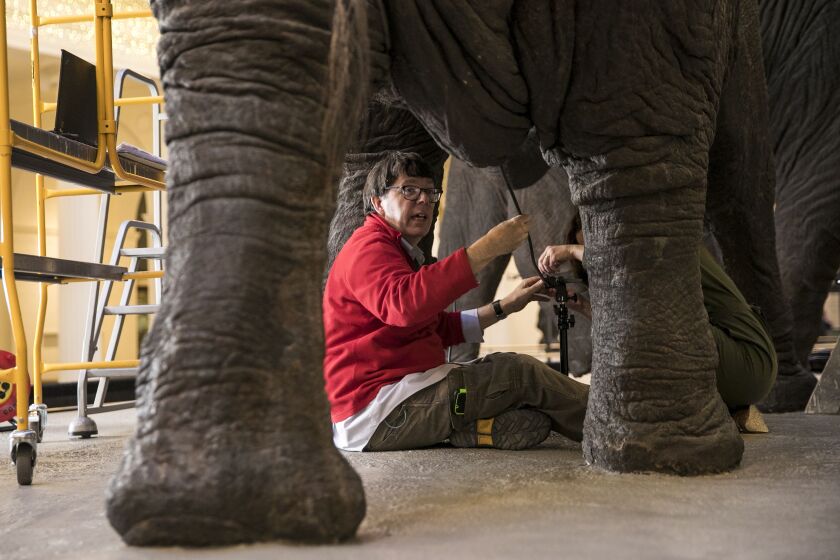 J.P. Brown, a conservator for Pacific anthropology at The Field Museum, takes part in the assessment of the current condition of the Fighting African Elephants by taxidermist Carl Akeley. | Ashlee Rezin/Sun-Times