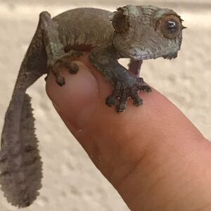A Henkel’s leaf-tailed gecko hatchling uses its tail to camouflage among leafy trees. | Lincoln Park Zoo