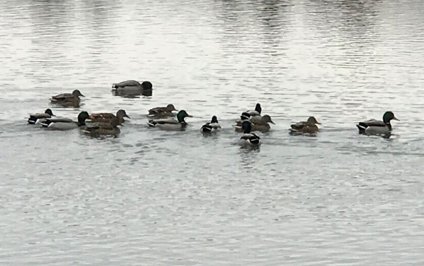 Ducks found open water and swam. Photo provided by Ken “Husker” O’Malley