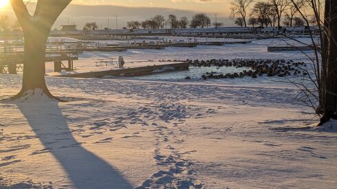 One of the hazards of ice fishing is knowing where Canada geese have kept holes open or had kept holes open, such as these geese at Montrose Harbor on Saturday. Credit: Dale Bowman