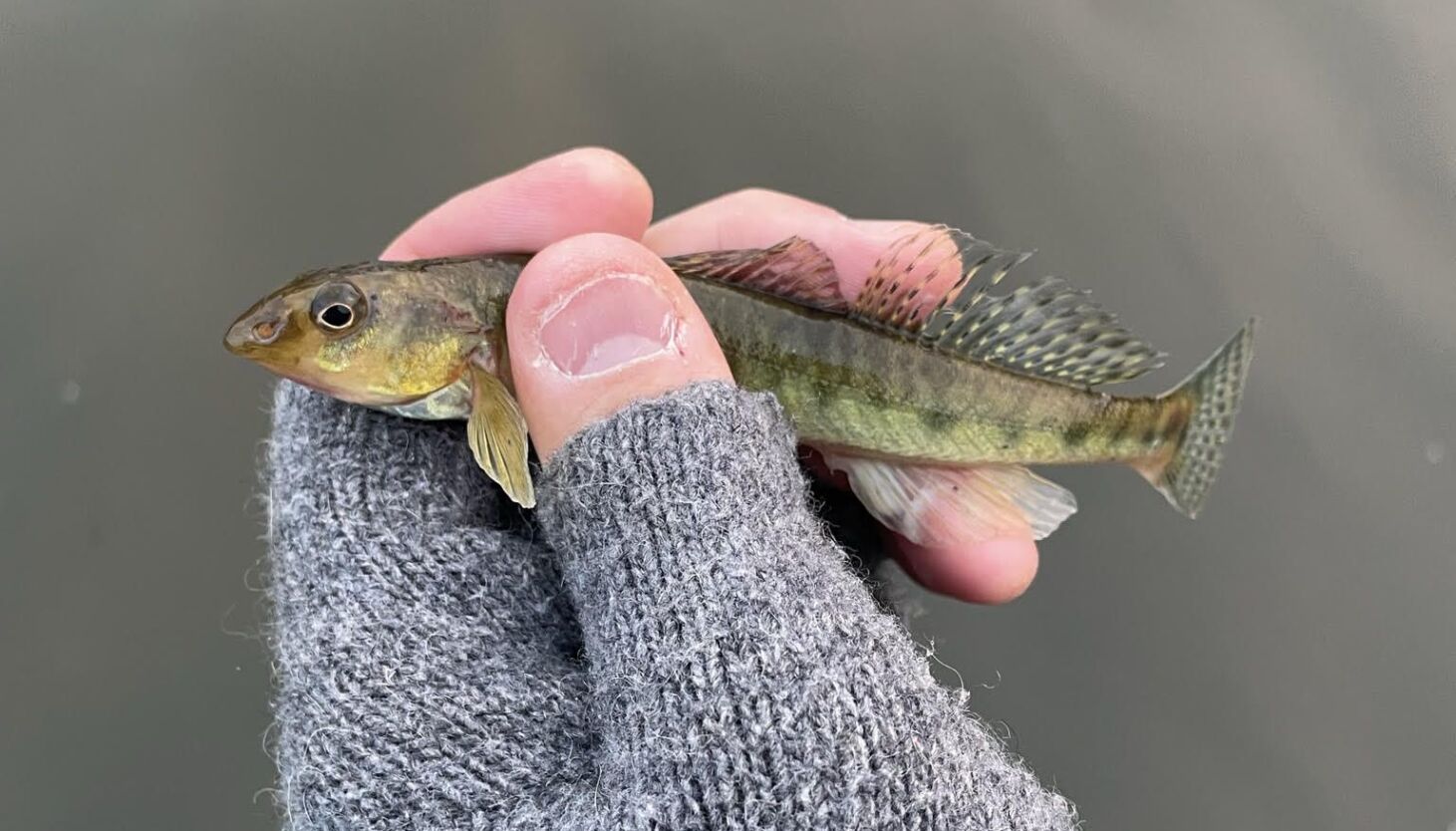 NextImg:A chance to ponder a darter among other catches from the Fox River