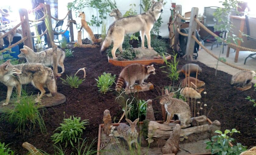A wildlife exhibit at Conservation World at the Illinois State Fair.<br>Credit: Dale Bowman