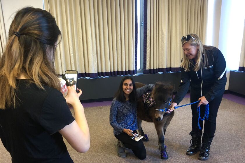 Northwestern student Megha Ramanathan takes a picture with Winnie, a miniature horse that visited the campus to help students de-stress. | Jenniffer Weigel for the Sun-Times