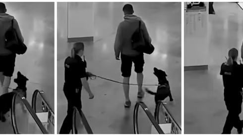 An example of a police dog in England sniffing a passerby for date-rape drugs.