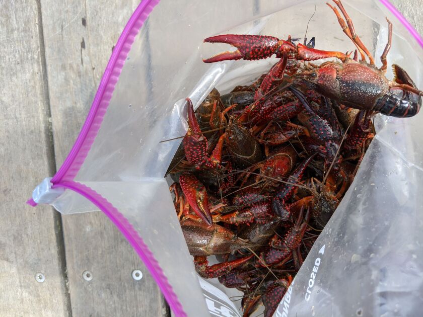 A bag of invasive red swamp crayfish, just part of one day’s catch on the North Shore Channel and the North Branch of the Chicago River by the Keller Lab of Loyola University. Credit: Dale Bowman
