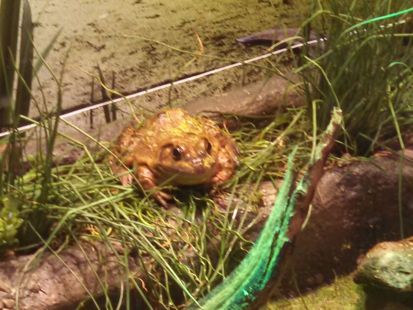 shedd05_28_15bullfrog_600x450.jpg