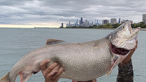 Justin Sharp hoists the massive lake trout he caught while fishing with Capt. Ernesto Amparan, of Thin Blue Line Fishing out of Montrose Harbor, on Monday.