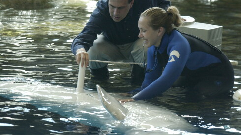 Ken Ramirez (left), who says the Shedd Aquarium's captive belugas have helped scientists studying the marine mammals’ cousins in the wild. In this photo, taken in 2004, Ramirez, who was vice president of marine mammal program and animal training, administers an ultrasound to Mauyak, a pregnant beluga.