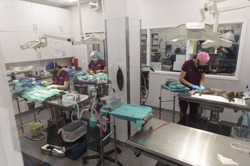 The medical center includes state-of-the-art operating rooms for animal surgeries and procedures.