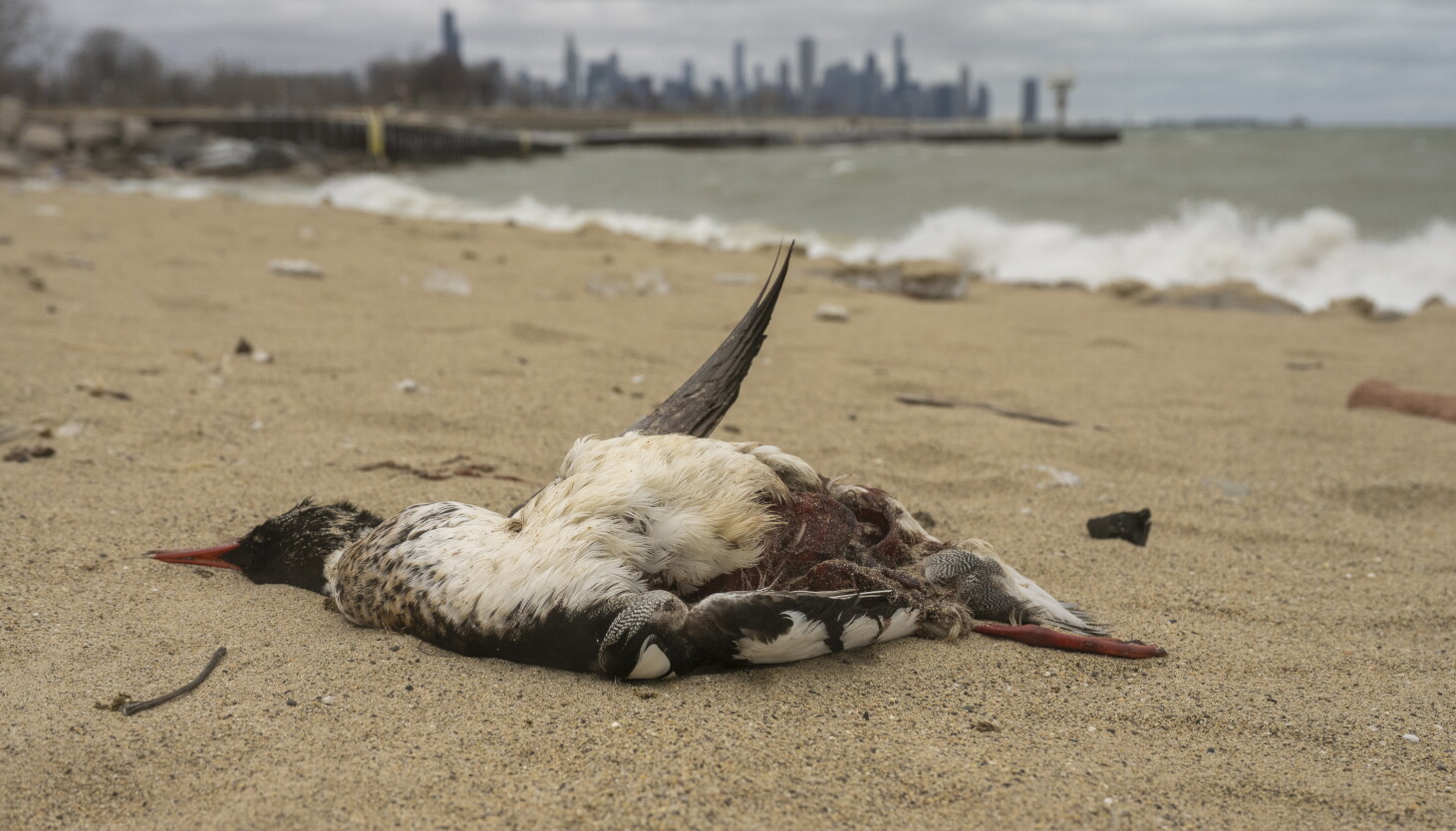 What to Do If You Encounter a Bird or Animal with Suspected Avian Flu What to Do If You Encounter a Bird or Animal with Suspected Avian Flu
