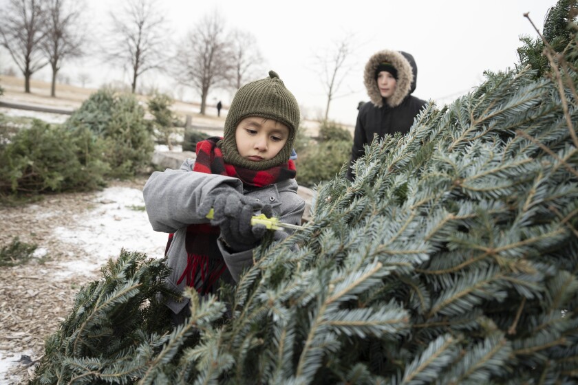 Samuel Carrillo cuts a branch from a tree during Polar Adventure Days at Northerly Island, Saturday, Jan. 24, 2026.