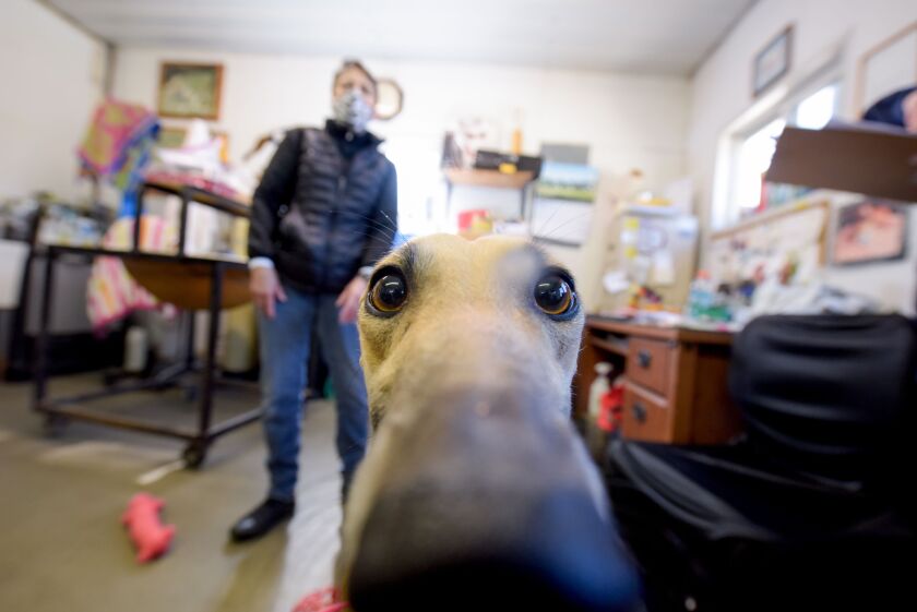 Retired racing greyhound Penny shows off her curiosity during her profile assessment earlier this month at a Burlington, Wisconsin kennel.