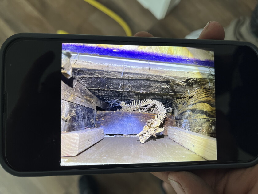 地下に通じるシャフトの猫の骨格の画像。