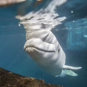 Mauyak the beluga whale. | Shedd Aquarium