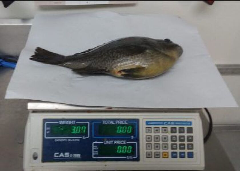 Weighing of a redear or redear hybrid as a possbile Illinois record, caught by Ken Krumreich.<br>Provided