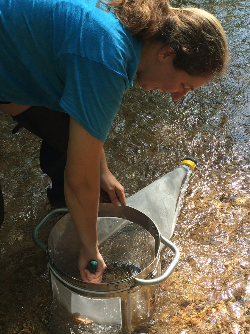 Illinois Riverwatch Director Danielle Haake: Road salt can harm aquatic ecosystems; Enlists Winter Chloride Watchers Program Volunteers Danelle Haake collects invertebrates to study the effects of salt on stream health.