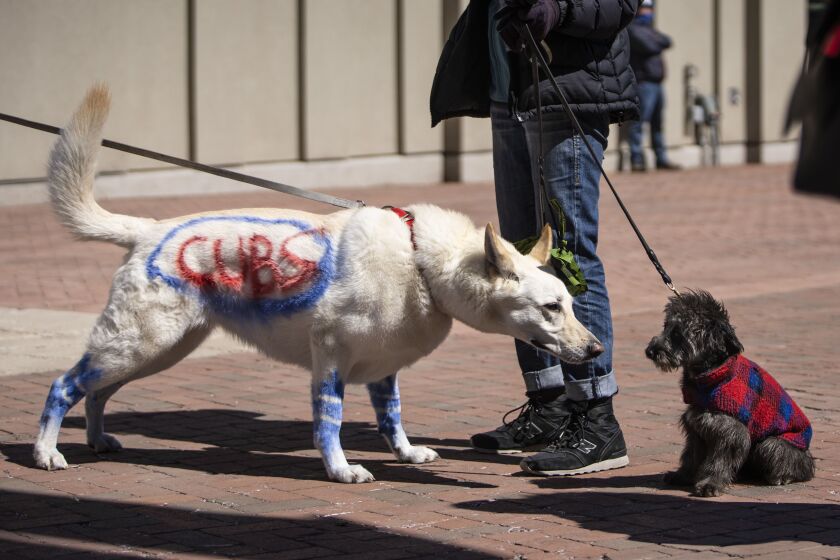 People walk their dogs outside Wrigley Field before the Chicago Cubs Opening Day game against the Pittsburgh Pirates.