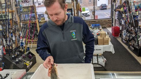 Stream specialist Tristan Widloe examining the mouth area of Travis Strickland’s pending Illinois-record skipjack herring. Credit: Dale Bowman