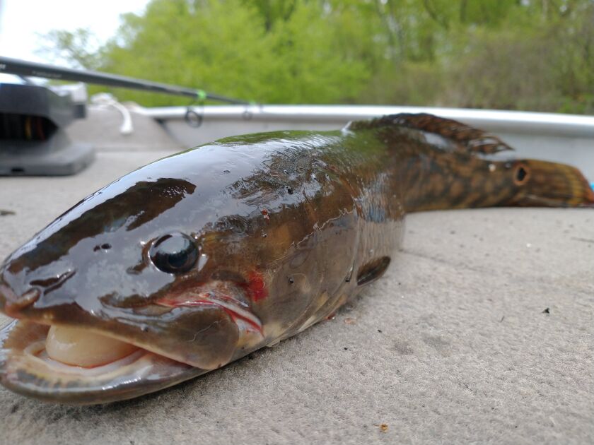 Bowfin (dogfish) were one of the different fish Tim Baker caught during his species quest. Provided photo