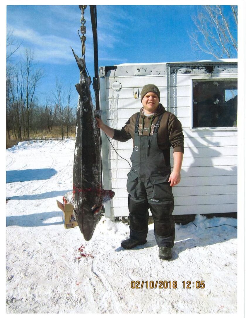 The biggest fish of the opening day Saturday for Winnebago’s sturgeon-spearing season was registered by Benjamin Berger at Critter’s, weighing 155.6 pounds and measuring 75.6 inches.<br>Credit: Wisconsin DNR