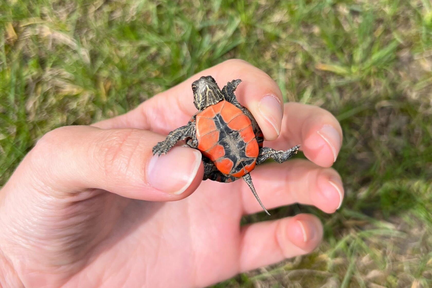 Springtime Turtle Springtime brings baby turtles, here’s what to do if you find ...