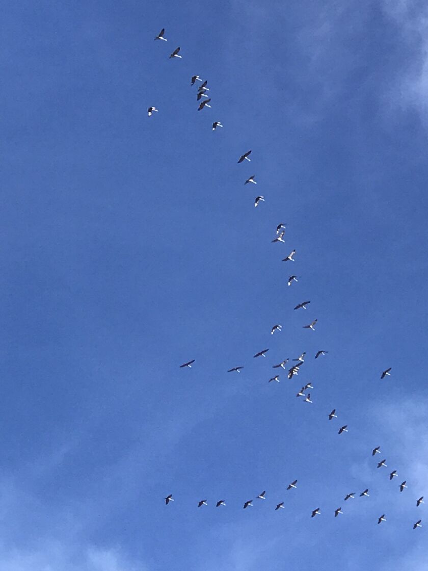 Sandhill cranes flying around Chicago. Credit: Ken “Husker” O’Malley