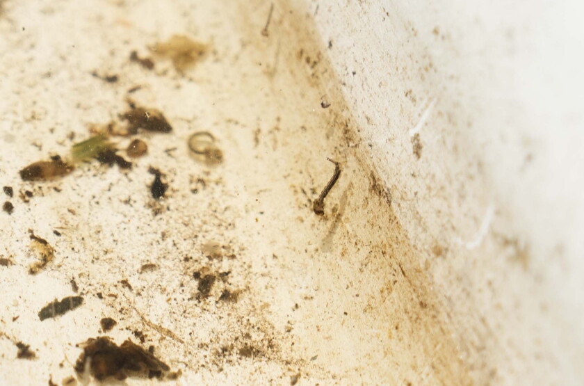 MOSQUITOES_260714_27.jpg