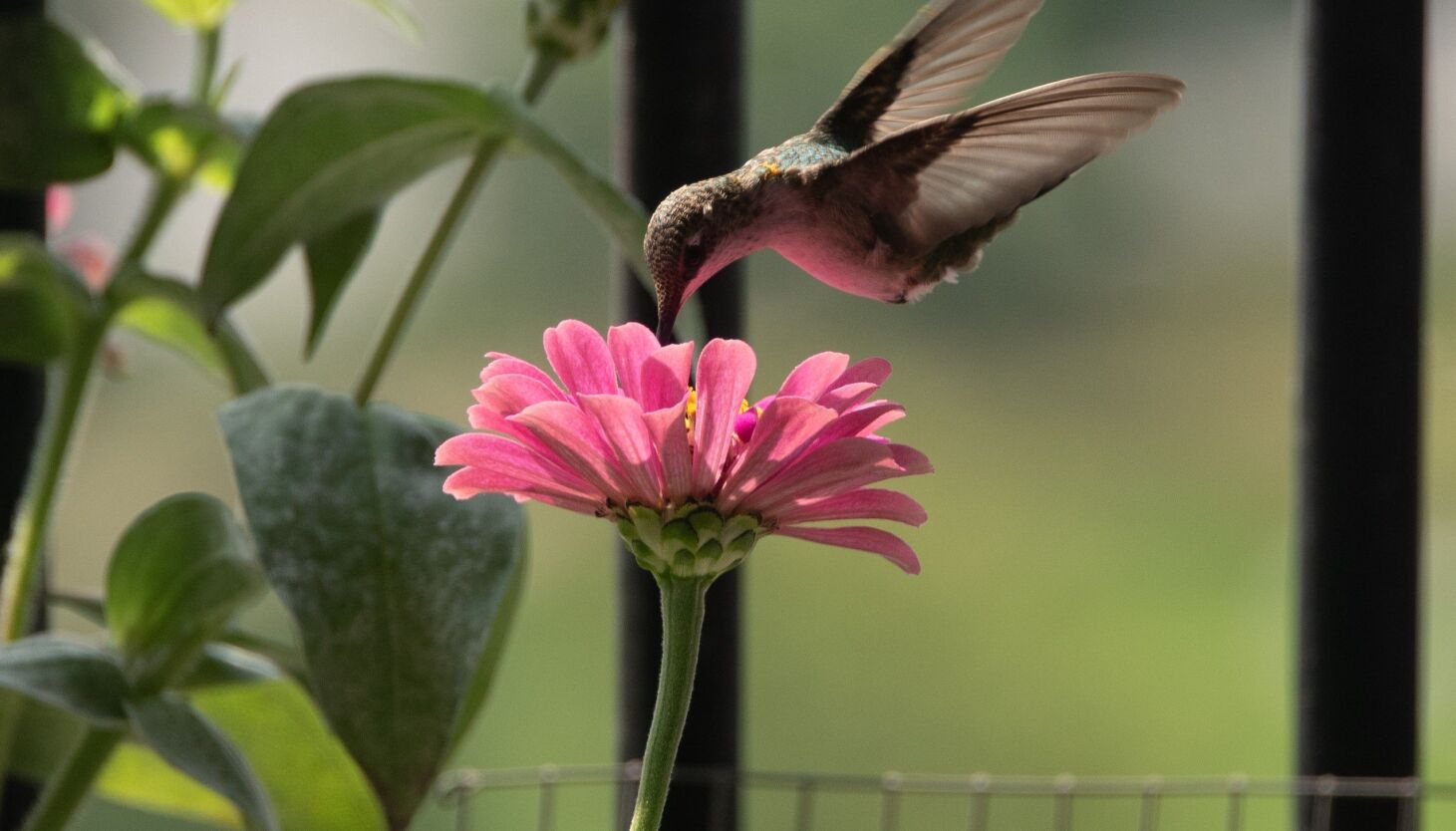 NextImg:Chicago outdoors: Hummingbird on balcony flowers in Chicago, fish gatherings