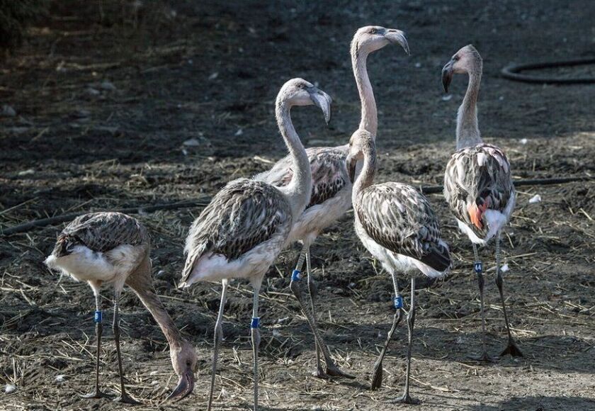 Five new Chilean flamingo chicks get used to their new surroundings at Lincoln Park Zoo’s Waterfowl Lagoon. | Lincoln Park Zoo photo