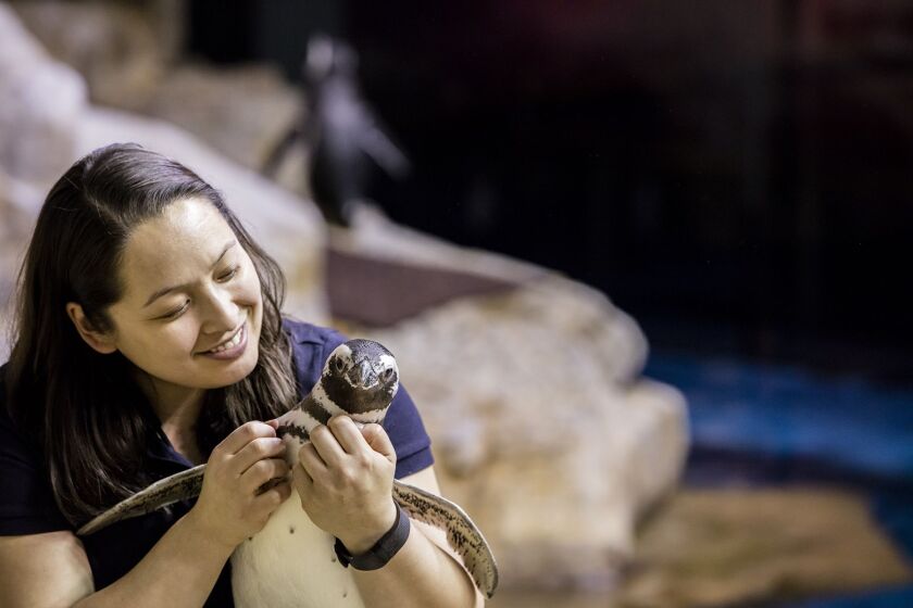 Trainer Lana Vanagasem and Magellanic penguin Charlotte. | ©Shedd Aquarium/Brenna Hernandez