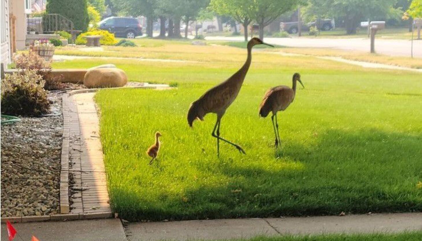 NextImg:Chicago outdoors: Town-owning sandhills, Huck Finn catfish, Michigan moose, waterfowl mounts