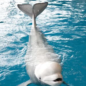 Mauyak the beluga whale. | Shedd Aquarium