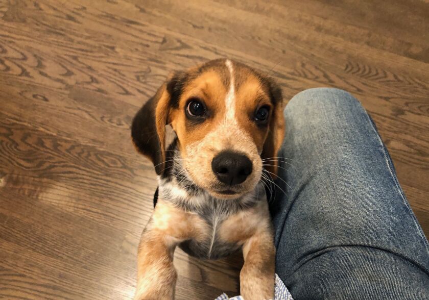 If this cute puppy named Jack can call Arlington Heights home, so can the Chicago Bears.
