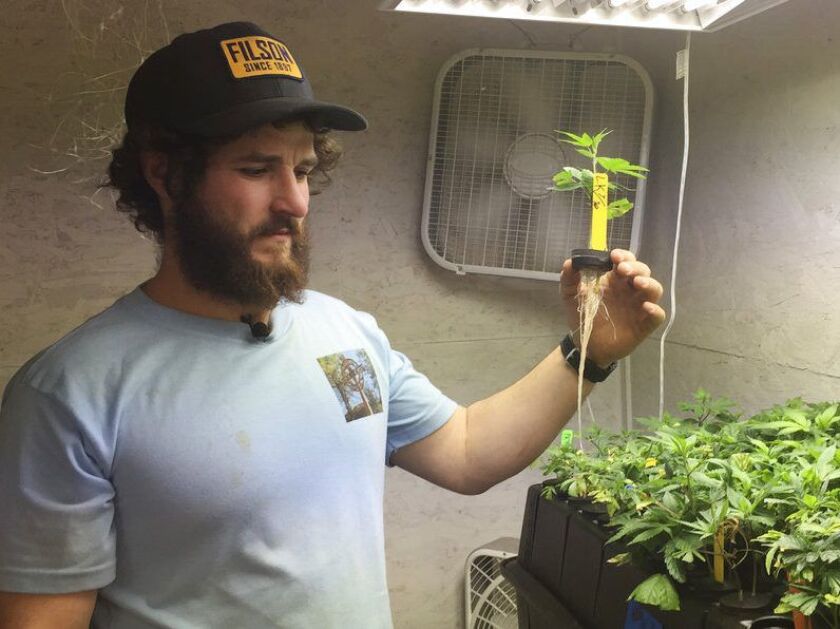 Matthew Miller looks over a marijuana seedling in Cave Junction, Oregon. | AP Photo/Gillian Flaccus