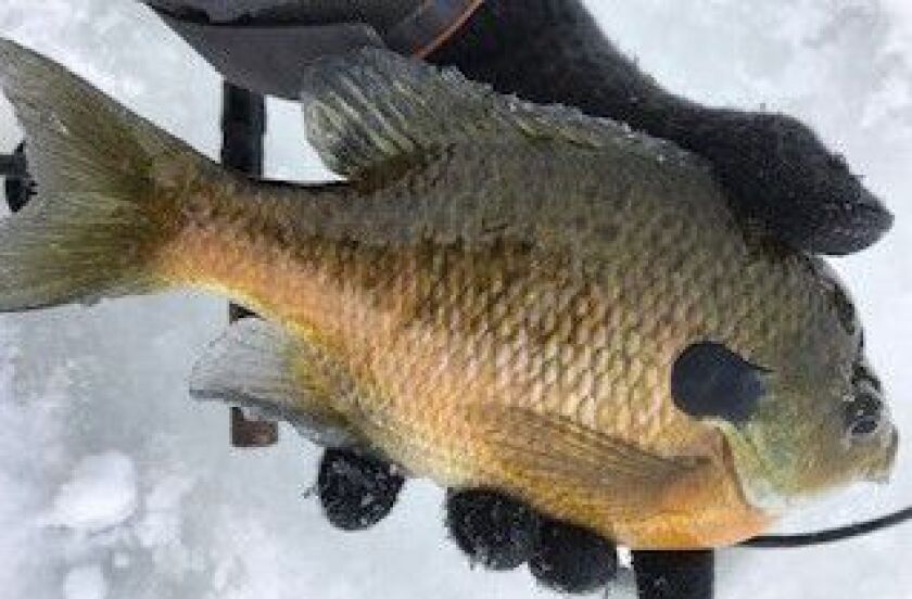Charles Zheng with one of signature bluegill photos. Provided photo