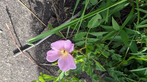 A pasture rose or Carolina rose growing over a nearly 100-year-old sidewalk at Wolf Road Prairie.