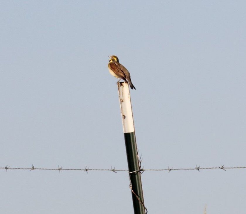 A dickcissel on a barbed wire fence at Crab Orchard National Wildlife Refuge. Credit: Dale Bowman