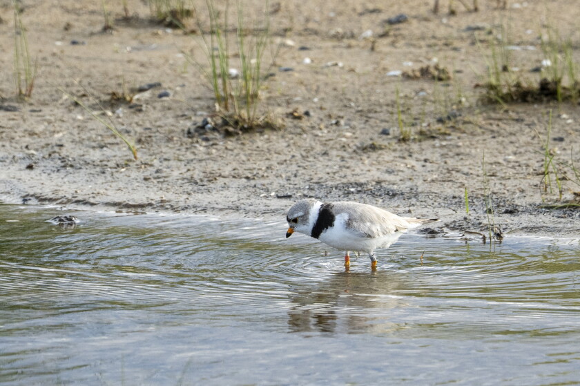 An adult Piping Plover can be seen on Montrose Beach, Tuesday, June 16, 2026.