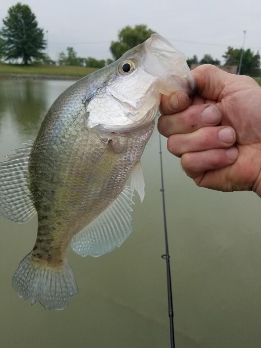 Joel Wilson found good crappie fishing at a forest preserve. Provided by Bob Johnson