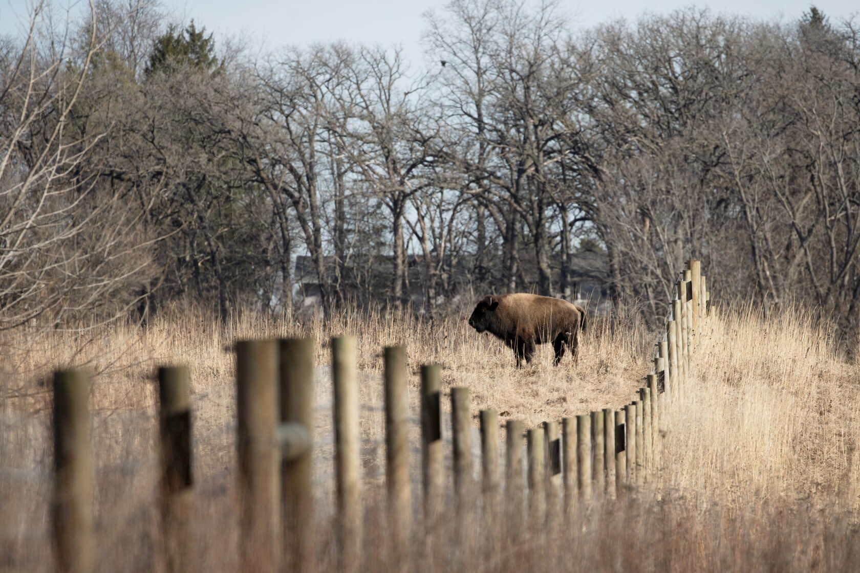 Bison Project In Kane County’s new bison herd, a chance for Native Americans to ...