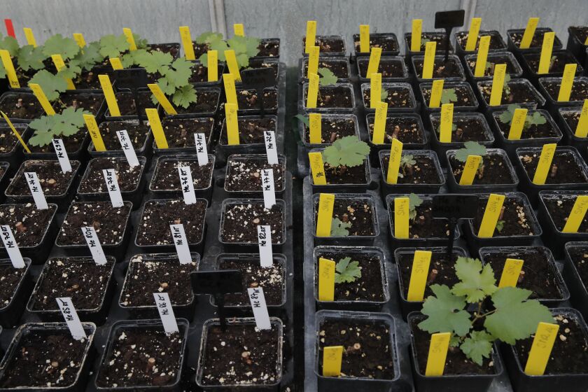 Snippets of grapevines that spent a year orbiting the world in the International Space Station, with yellow markers, grow at the Institute for Wine and Cine Research in Villenave-d’Ornon, southwestern France.