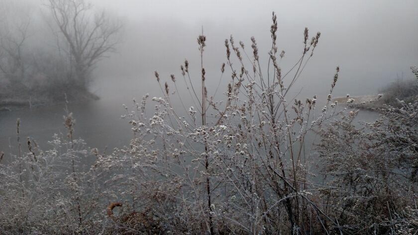 Hoarfrost on plants by early ice on Monday.<br>Dale Bowman/Sun-Times