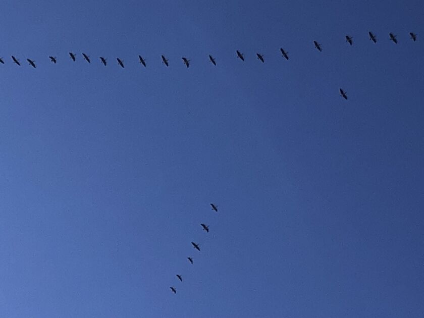 Skeins of sandhill cranes headed north on Feb. 12 over Munster, Indiana. Credit: Tom Jurich